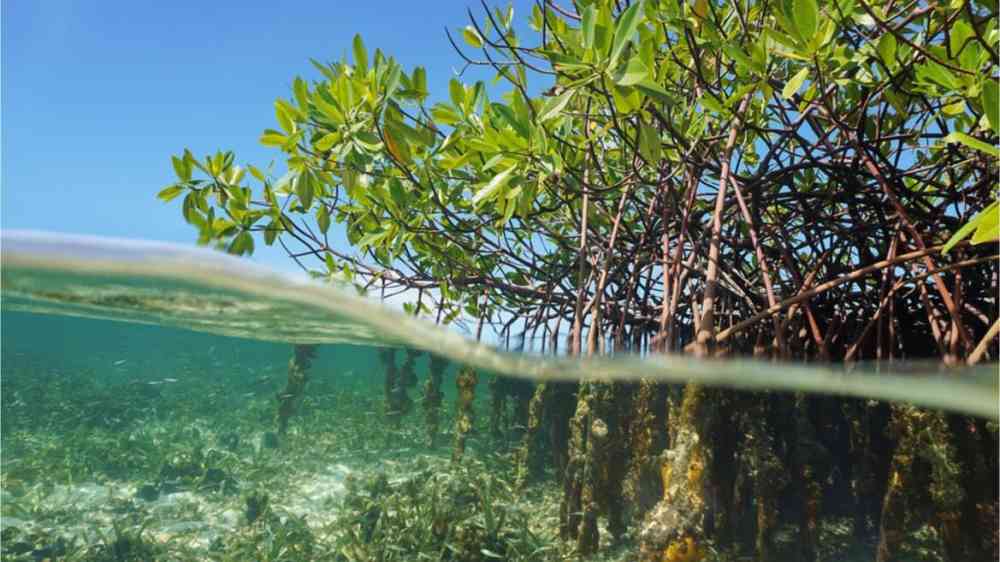 Coastal Ecosystem
