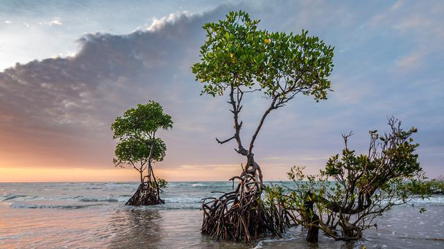Mangrove Restoration